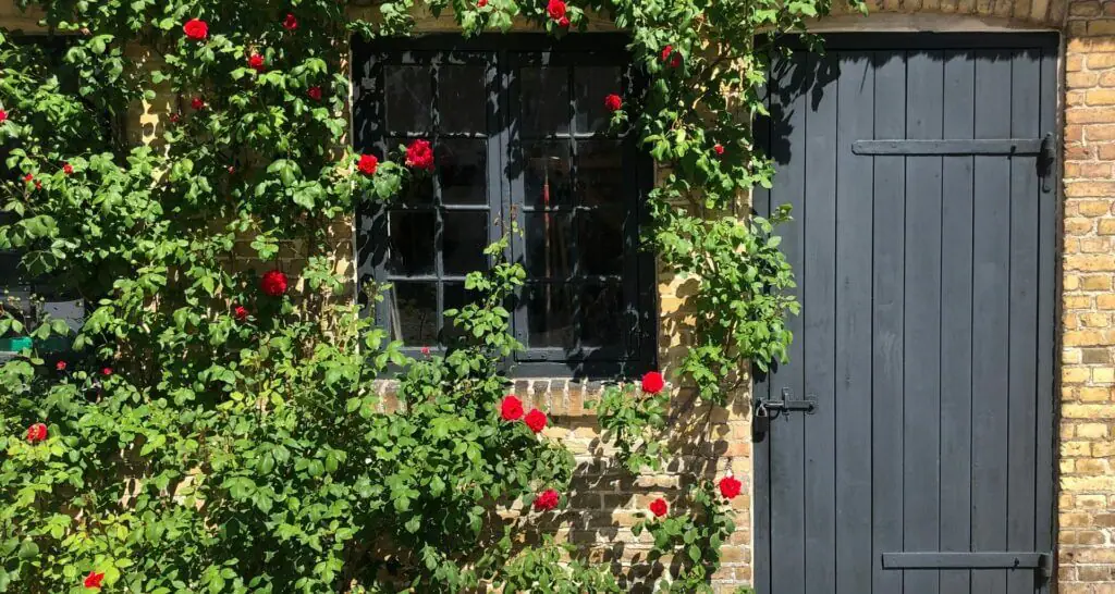 Rosen an einer Hauswand