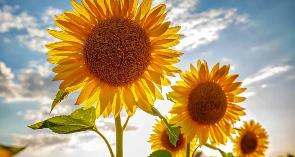 sonnenblume sonnenblume