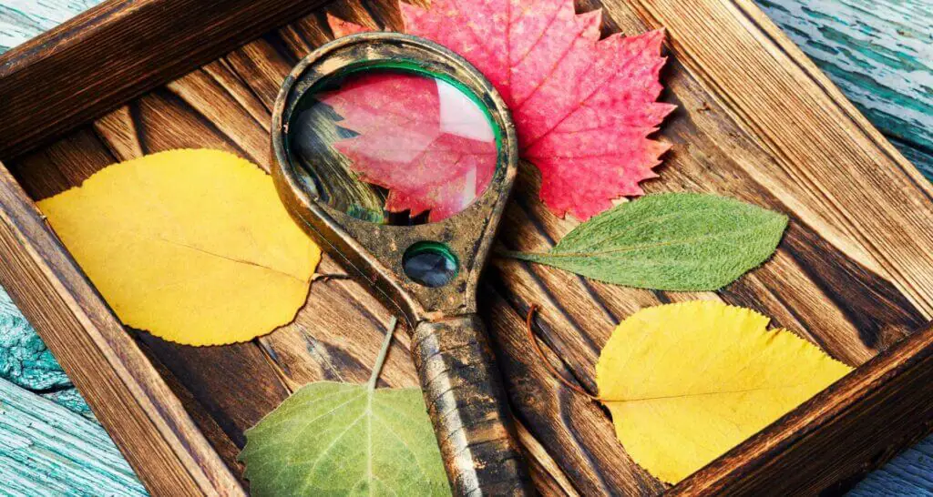 Herbst-blatt-bilderrahmen Herbst-blatt-bilderrahmen