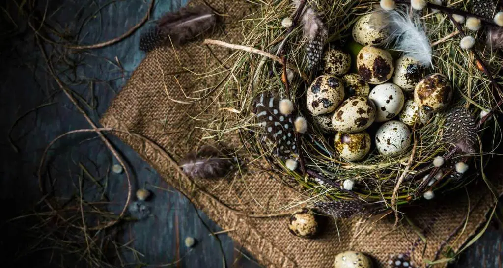 nest osterei wachtelei nest osterei wachtelei