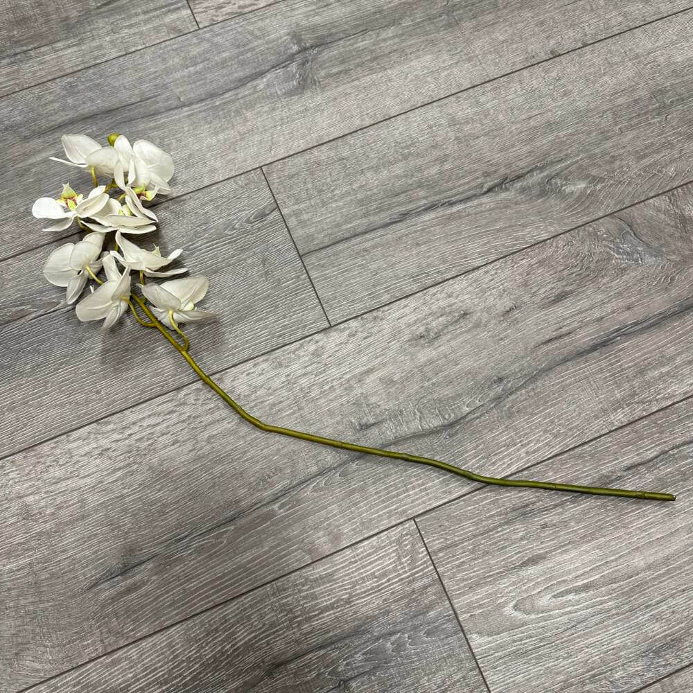 12088-1-Phalaenopsis-creme