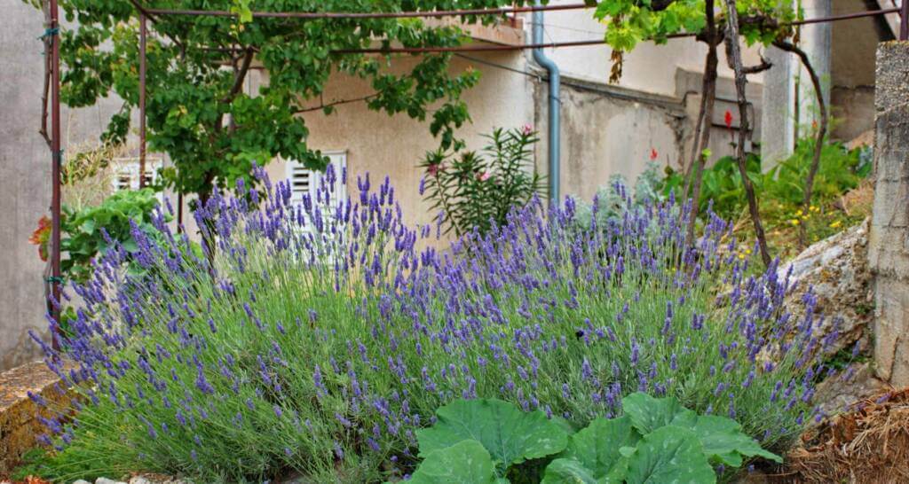 lavendel im garten lavendel im topf französische landhausdeko französische deko mediterrane deko