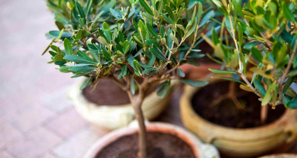 olivenbaum deko olivenbaum im topf italienische deko italienische terrasse