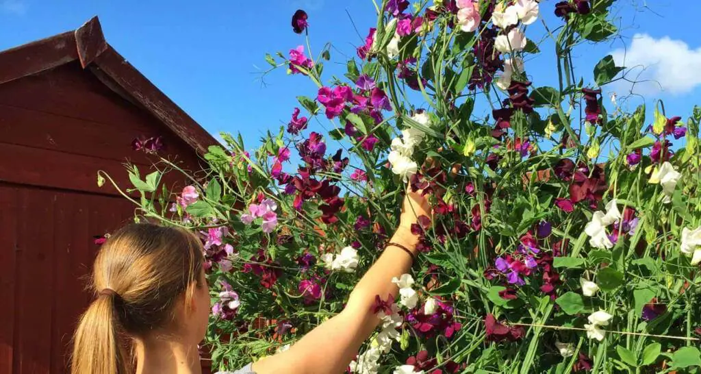duftwicke sichtschutz auf dem balkon sommerblumen bienenfreundliche balkonpflanzen landhausstil gartendeko duftwicke sichtschutz auf dem balkon sommerblumen bienenfreundliche balkonpflanzen landhausstil gartendeko