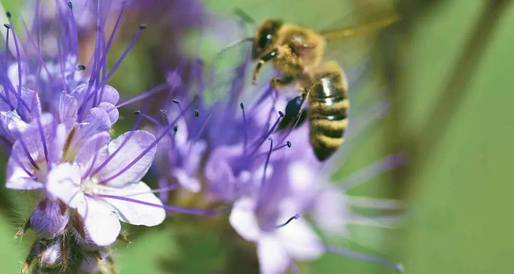 phacelia bienenweide bienenmagnet bienenfreundliche balkonpflanzen phacelia bienenweide bienenmagnet bienenfreundliche balkonpflanzen