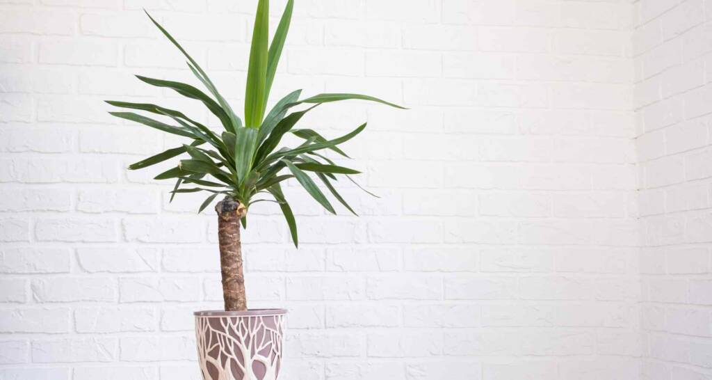 anfängerpflanze yucca palme im übertopf große Zimmerpflanze