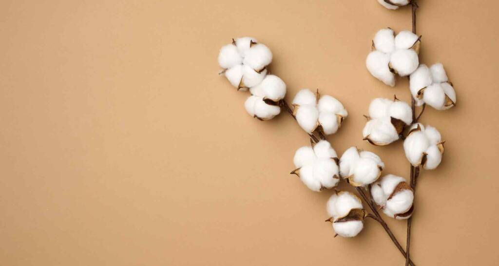 dried cotton getrocknete baumwolle baumwolle zum basteln und dekorieren