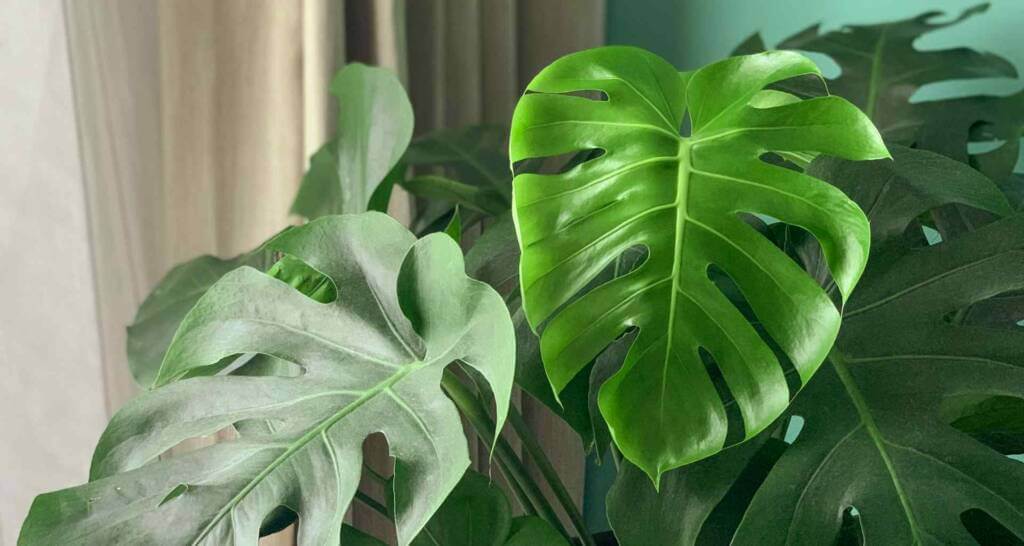 monstera große zimmerpflanzen urban jungle deko dekorative zimmerpflanzen