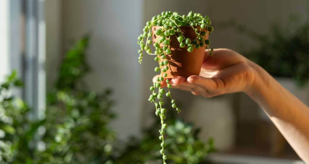perlenschnur erbsenpflanze hängende zimmerpflanze