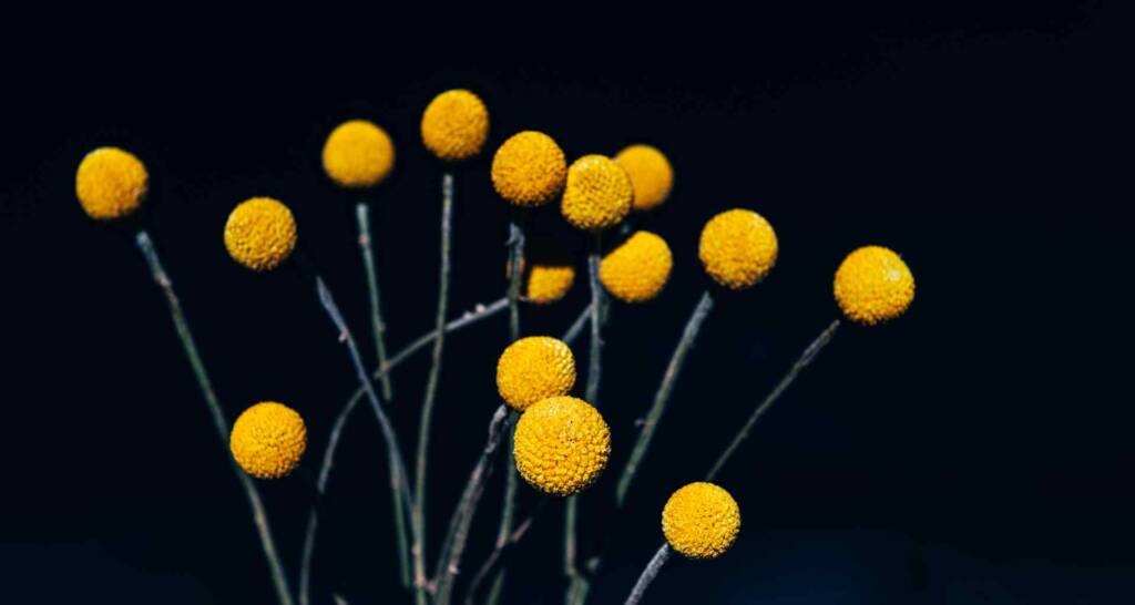 runde gelbe trockenblumen craspedia trommelstock