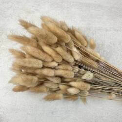 23331-1-lagurus-bund-natur-couronne.jpg