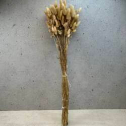 23331-2-lagurus-bund-natur-couronne.jpg