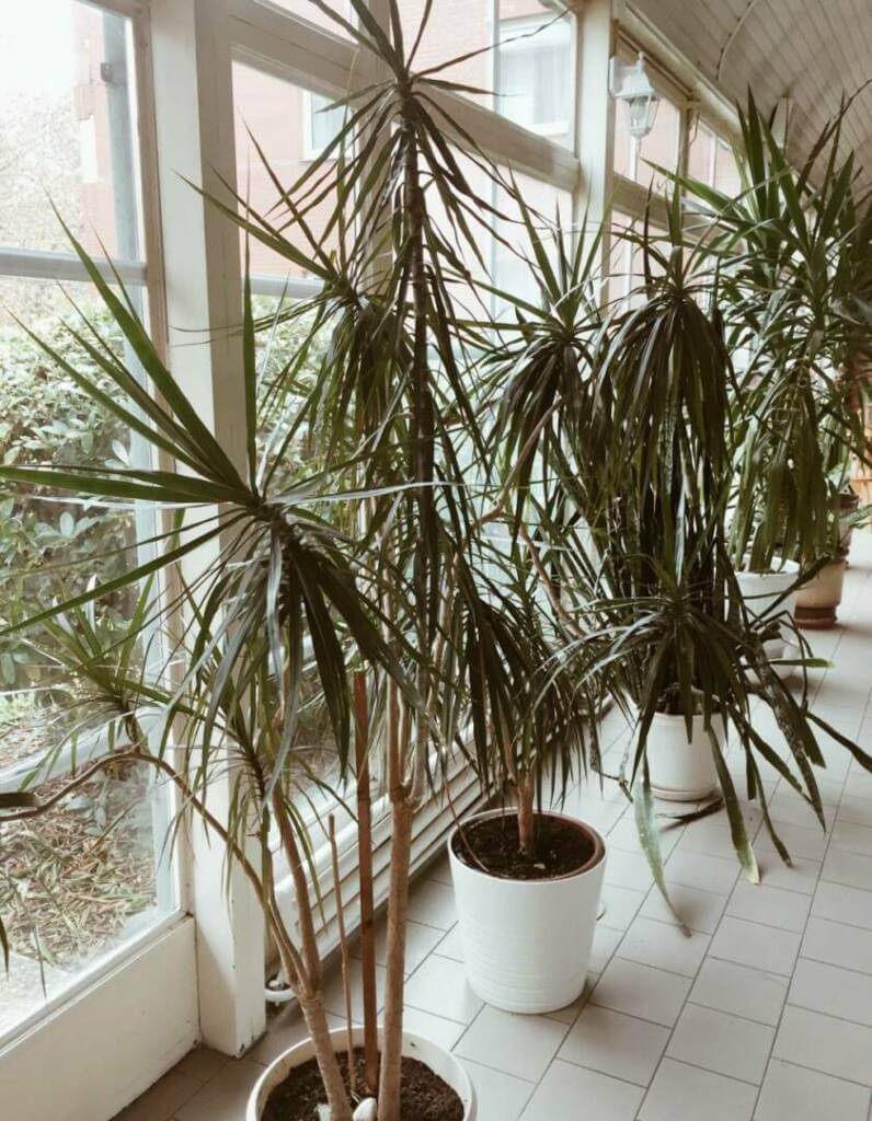 Große Zimmerpflanzen zimmerpflanzen deko drachenpalme yuccapalme