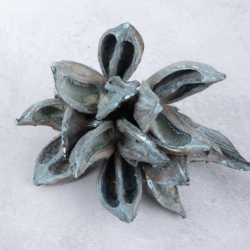 23527-1-Sororoca-frucht-aqua-couronne.png