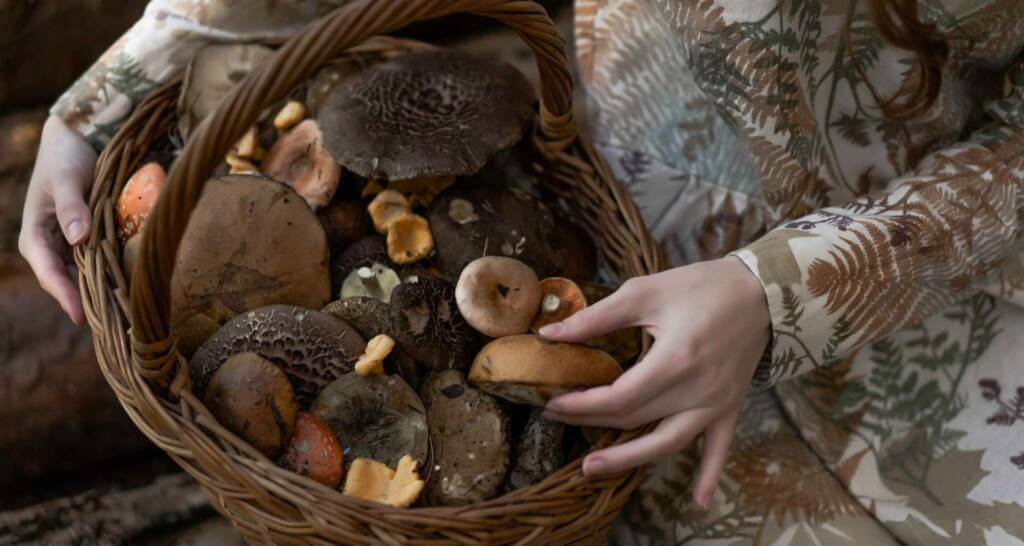 14 tolle Ideen für Aktivitäten im Herbst 3 pilze pflücken im herbst