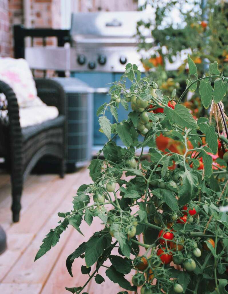 Tomaten vorziehen und Tomaten anbauen – 30 tolle Tipps und Tricks für eure Ernte 19 Balkontomaten Tomatensorten für Topf und Kübel Tomaten anbauen