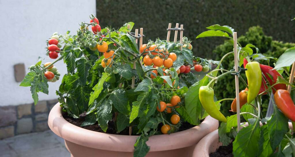 Tomaten vorziehen und Tomaten anbauen – 30 tolle Tipps und Tricks für eure Ernte 3 Buschtomaten – Pflegeleichte Balkontomaten Tomaten für Kübel und Topf