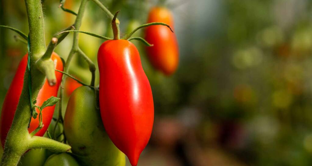 Tomaten vorziehen und Tomaten anbauen – 30 tolle Tipps und Tricks für eure Ernte 7 Flaschentomaten und Romatomaten Saucentomate San Marzano Tomatensorten