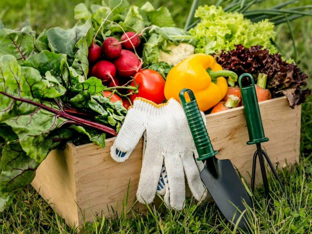 Gemüse aus dem Garten – 15 tolle Gartentipps für euren Gemüsegarten