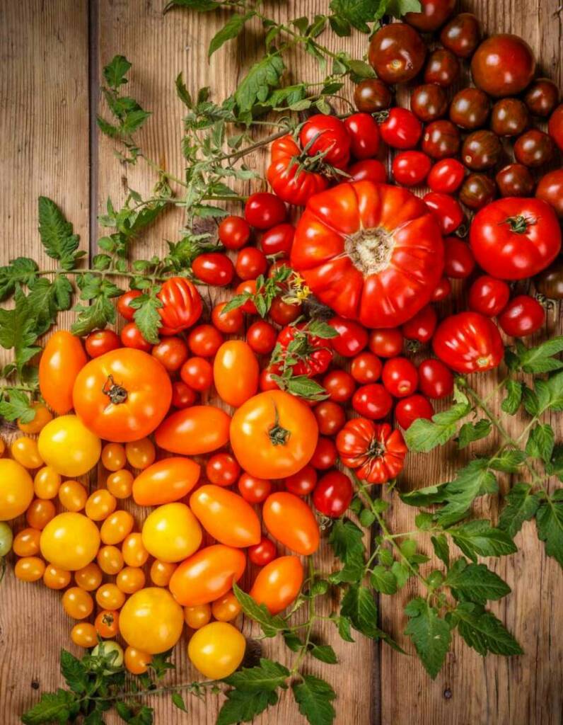Tomaten vorziehen und Tomaten anbauen – 30 tolle Tipps und Tricks für eure Ernte 17 Schwarze Tomaten, gelbe Tomaten, blaue Tomaten Tomatensorten