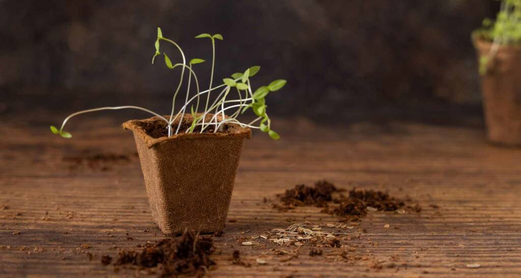 Tomaten vorziehen und Tomaten anbauen – 30 tolle Tipps und Tricks für eure Ernte 31 Tomaten Pflanze vergeilt, was tun Tomaten vorziehen Tomatentipps