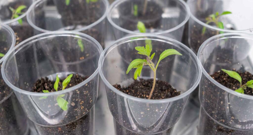 Tomaten vorziehen und Tomaten anbauen – 30 tolle Tipps und Tricks für eure Ernte 30 Tomaten anziehen Tomaten anbauen