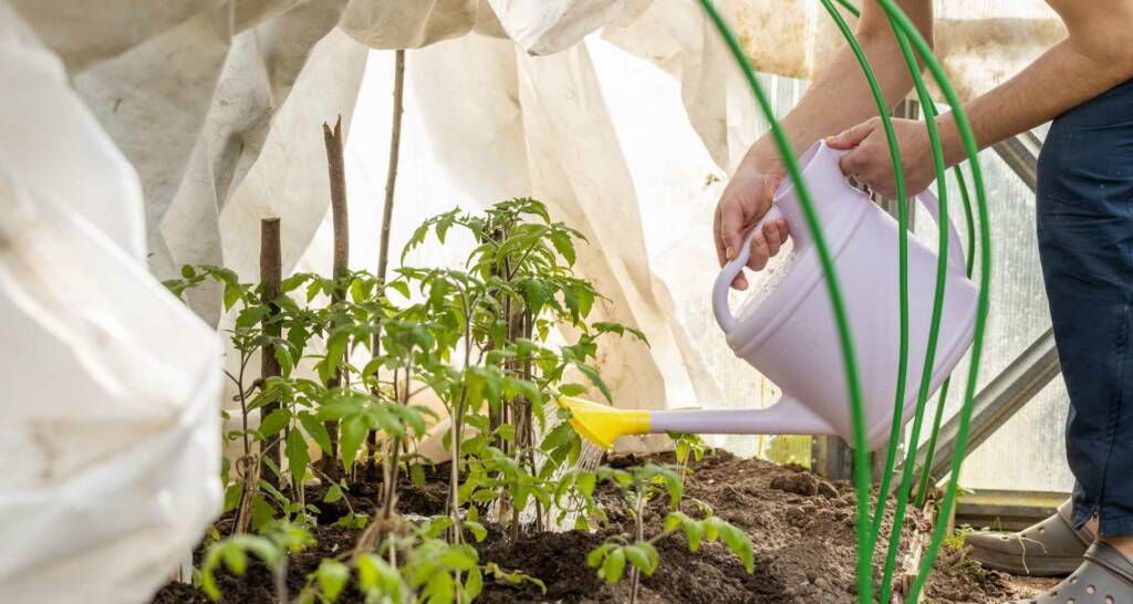 Tomaten vorziehen und Tomaten anbauen – 30 tolle Tipps und Tricks für eure Ernte 33 Tomaten gießen Tomaten im Folientunnel