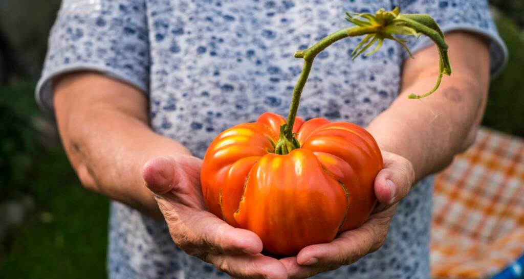 Tomaten vorziehen und Tomaten anbauen – 30 tolle Tipps und Tricks für eure Ernte 6 Tomatensorten Fleischtomate gerippte Tomate