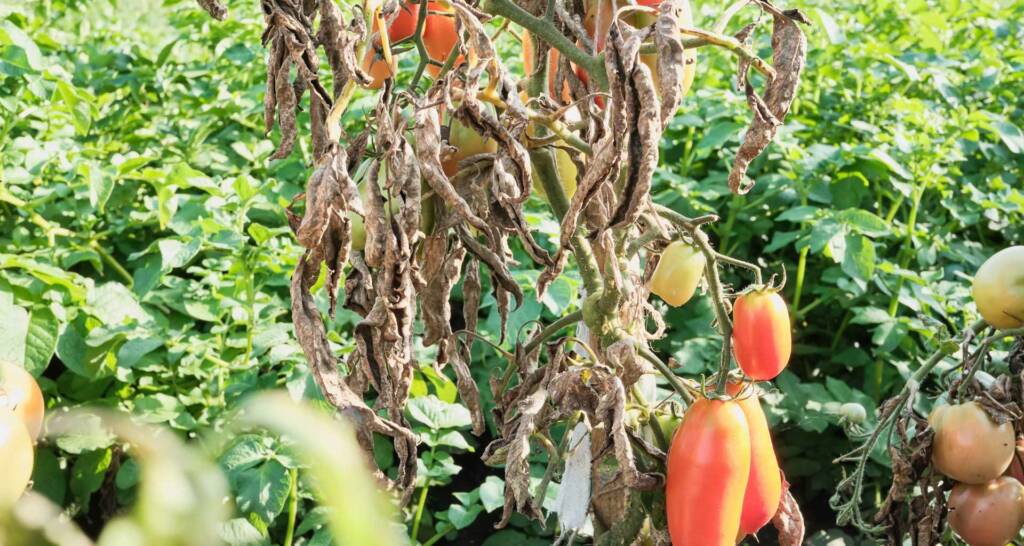 Tomaten vorziehen und Tomaten anbauen – 30 tolle Tipps und Tricks für eure Ernte 32 Wie kann man Braunfäule bei Tomaten verhindern