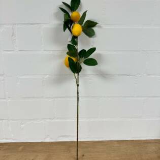 23853-1-zitronen-zweig-lemon-vosteen.jpg
