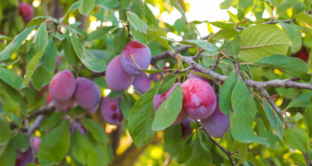 Naschgarten anlegen – 38 tolle essbare Pflanzen für euren Garten 118 Pflaumenbaum im Garten Mirabellen Pflaumen und Zwetschgen im Garten
