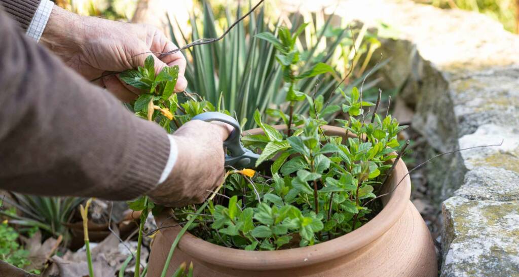 Grillecke im Garten gestalten – 8 tolle Ideen für eure Outdoorküche 76 Kräuter für das Hochbeet Minze anbauen Pfefferminze anbauen Terrassen Deko